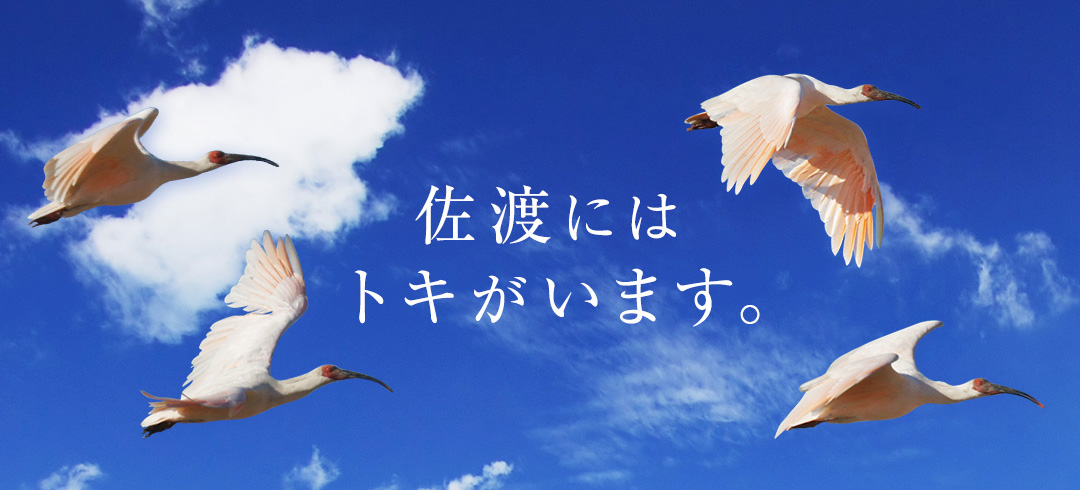 佐渡にはトキがいます。